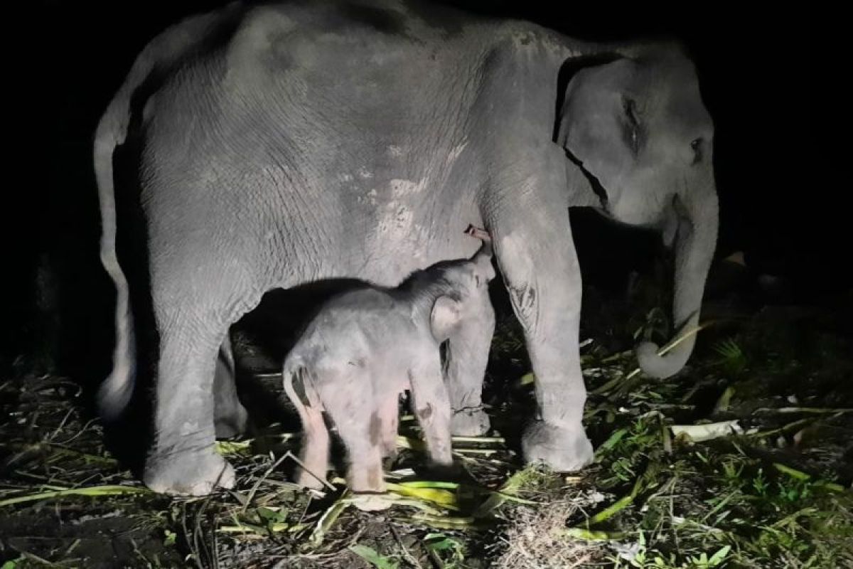Kabar gembira, anak gajah Sumatera lahir di Bengkalis