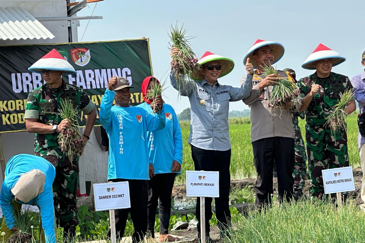 Bupati Bekasi dampingi Pangdam Jaya hadiri panen raya bawang merah