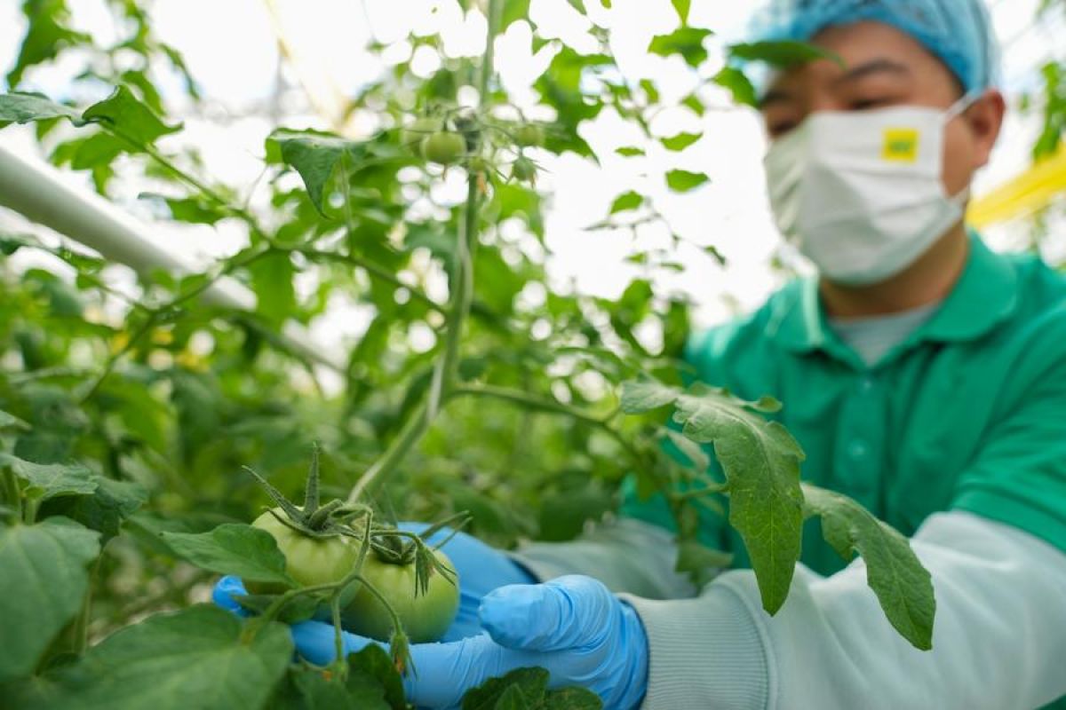 Peneliti China ungkap mekanisme tingkatkan panen tomat hasil budi daya