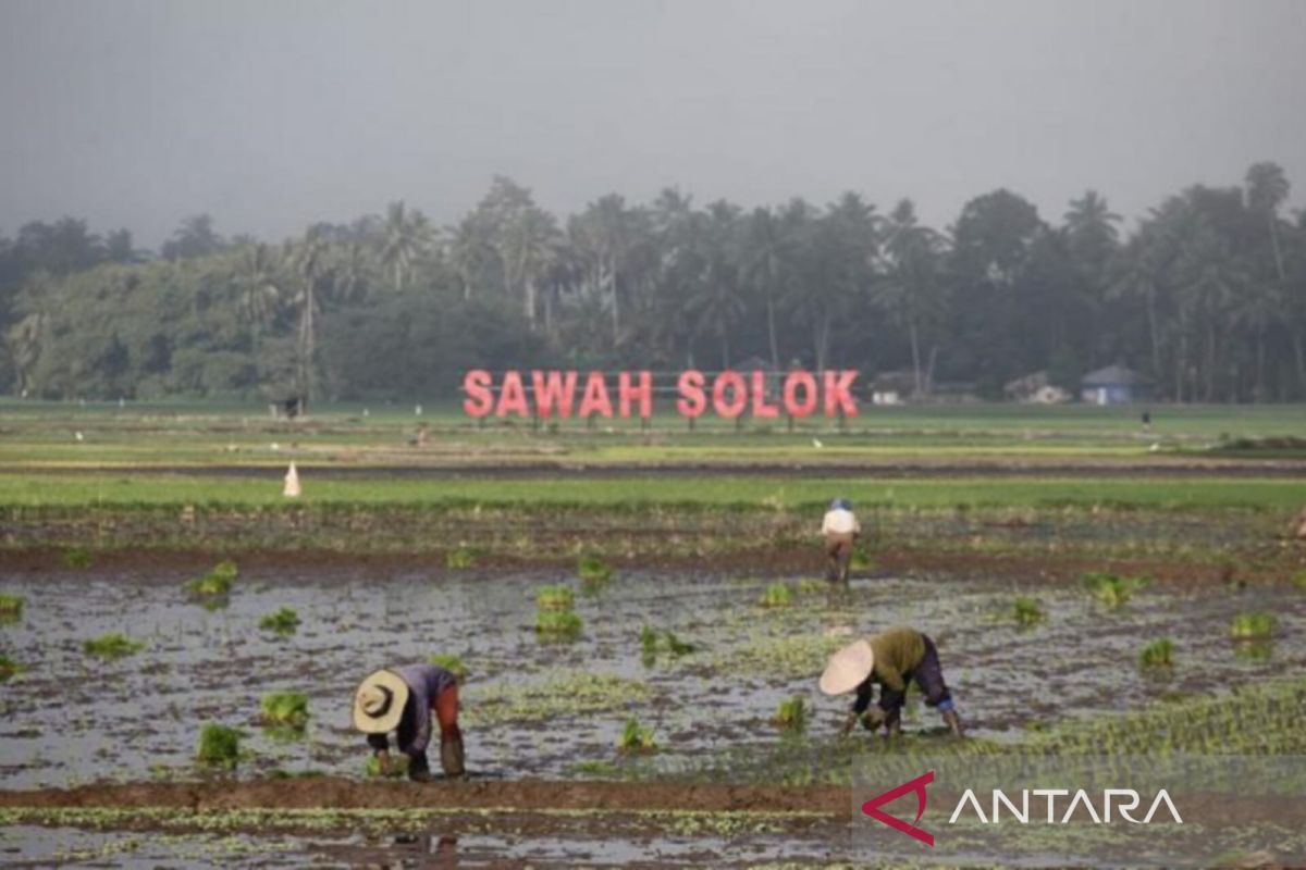 Kelompok tani di Solok terima klaim asuransi gagal panen akibat banjir