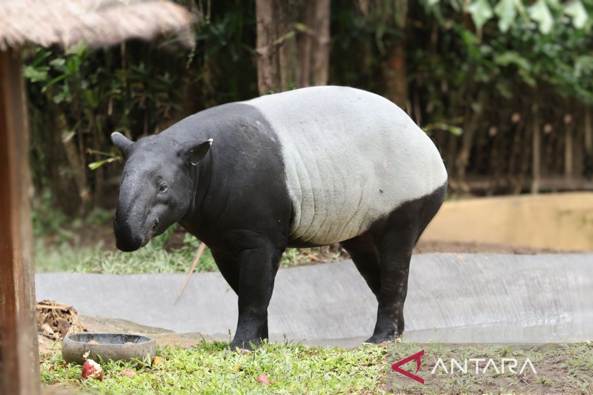 Gaet wisatawan libur Lebaran 2024, Bali Zoo tampilkan tapir asia
