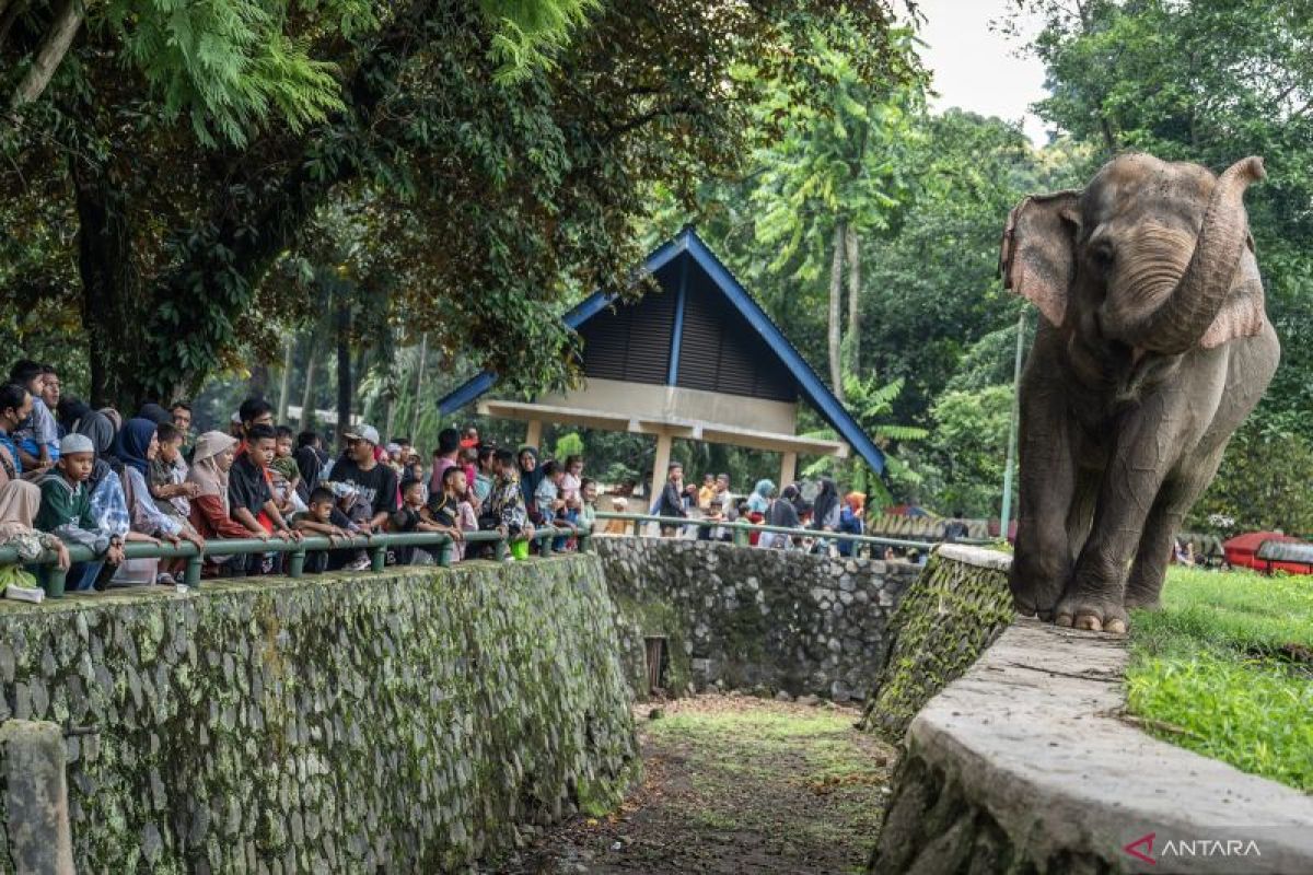 Mulai 11 Oktober, Wisata Malam Ragunan dengan Satwa Nokturnal