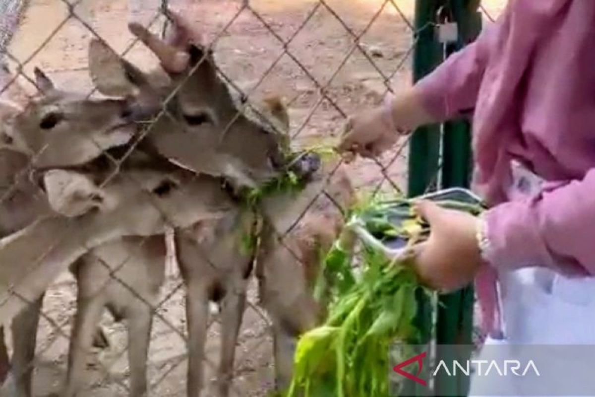 Saat libur lebaran, pengunjung Ankol memberi makan rusa di Ecopark