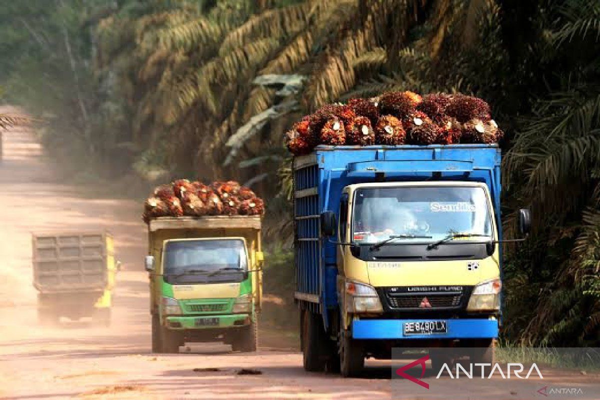 Memperkuat industri sawit Sumatera Utara demi tingkatkan kesejahteraan
