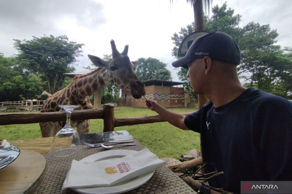 Makan siang sambil memberi makan jerapah menjadi salah satu pilihan untuk libur lebaran