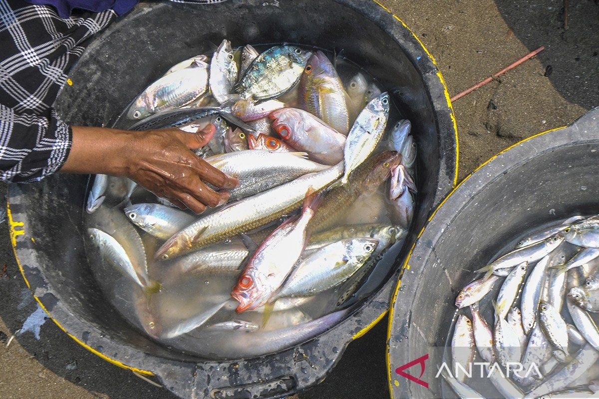 Konsumsi ikan sarden hingga teri cegah 750 ribu kematian pada 2050