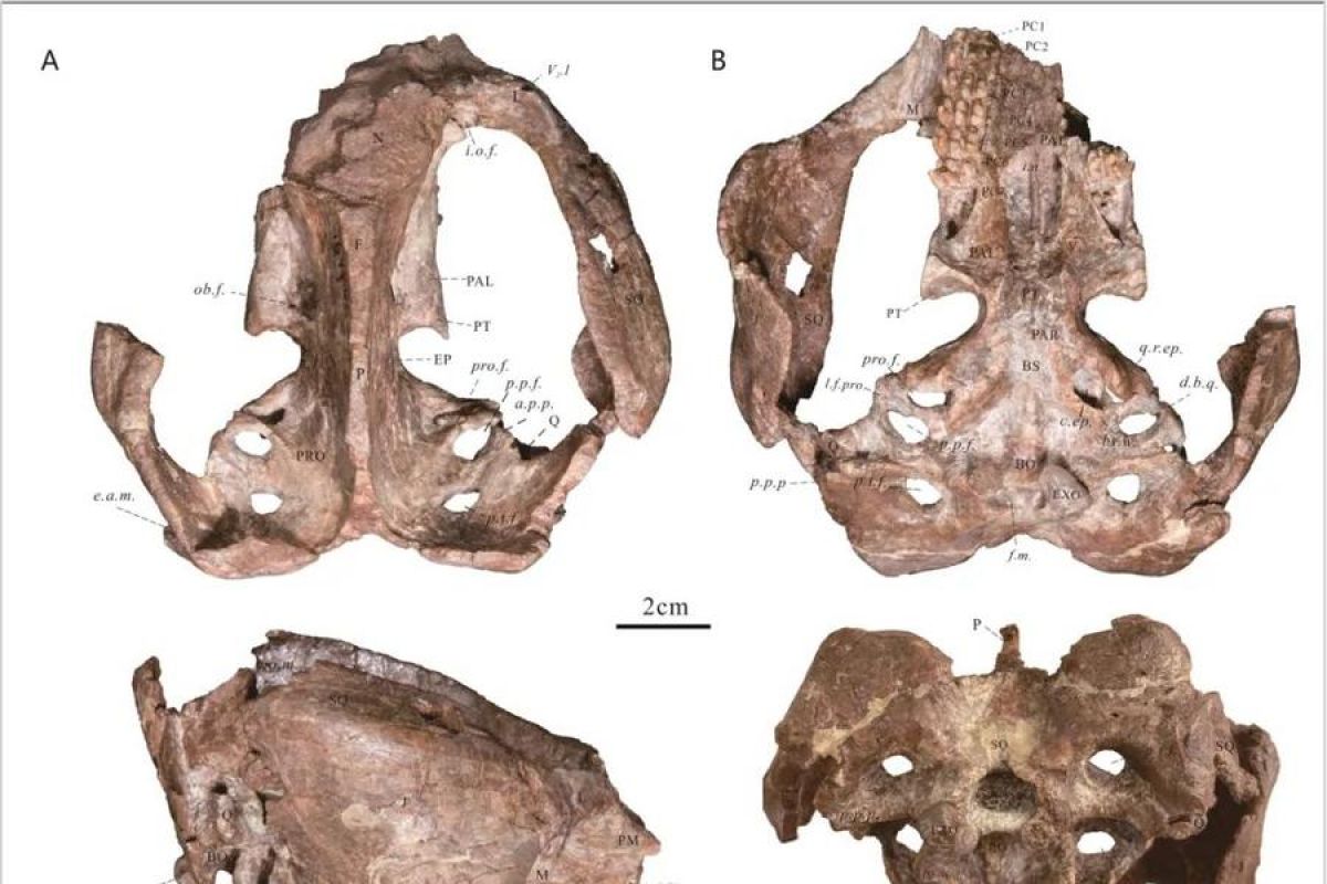 Fosil reptil prasejarah ditemukan di kawasan Tiga Ngarai China