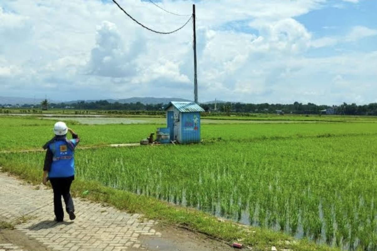 Govt seeks to bring electricity to rice fields to boost water pumping