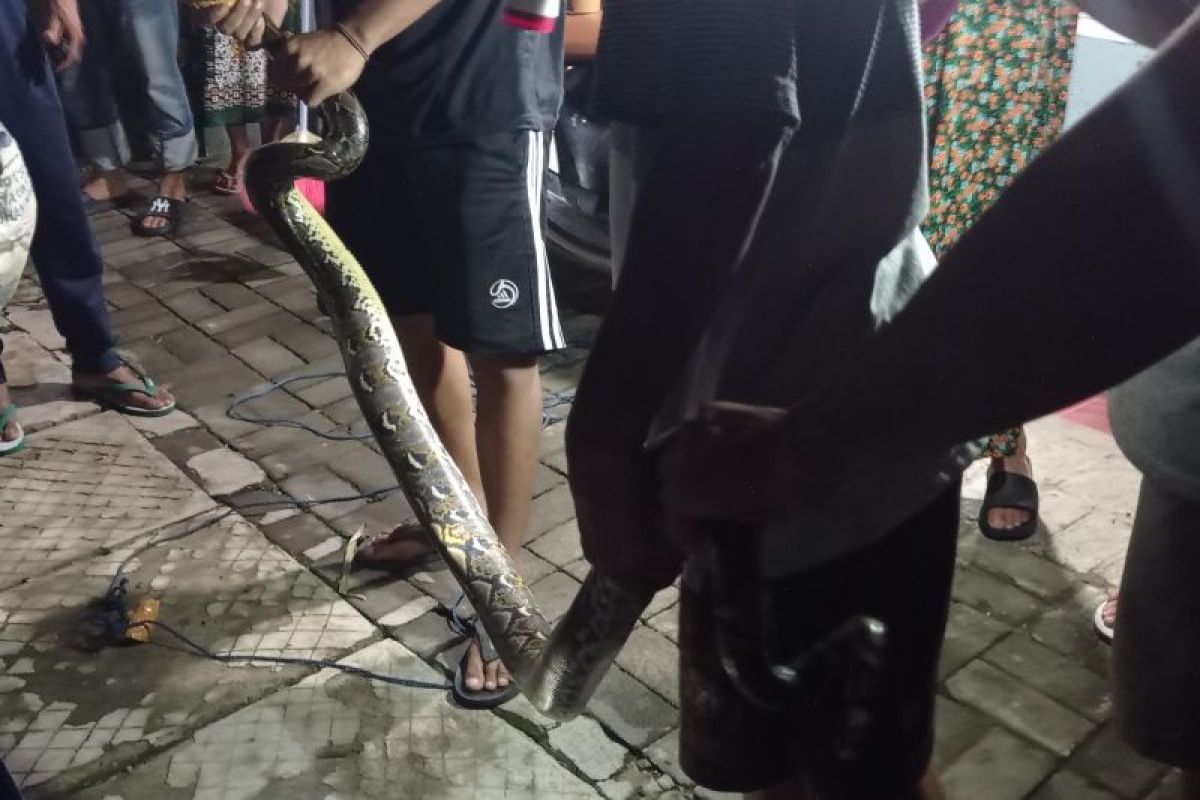 Warga Rangkasbitung tangkap ular sanca batik sepanjang 3 meter