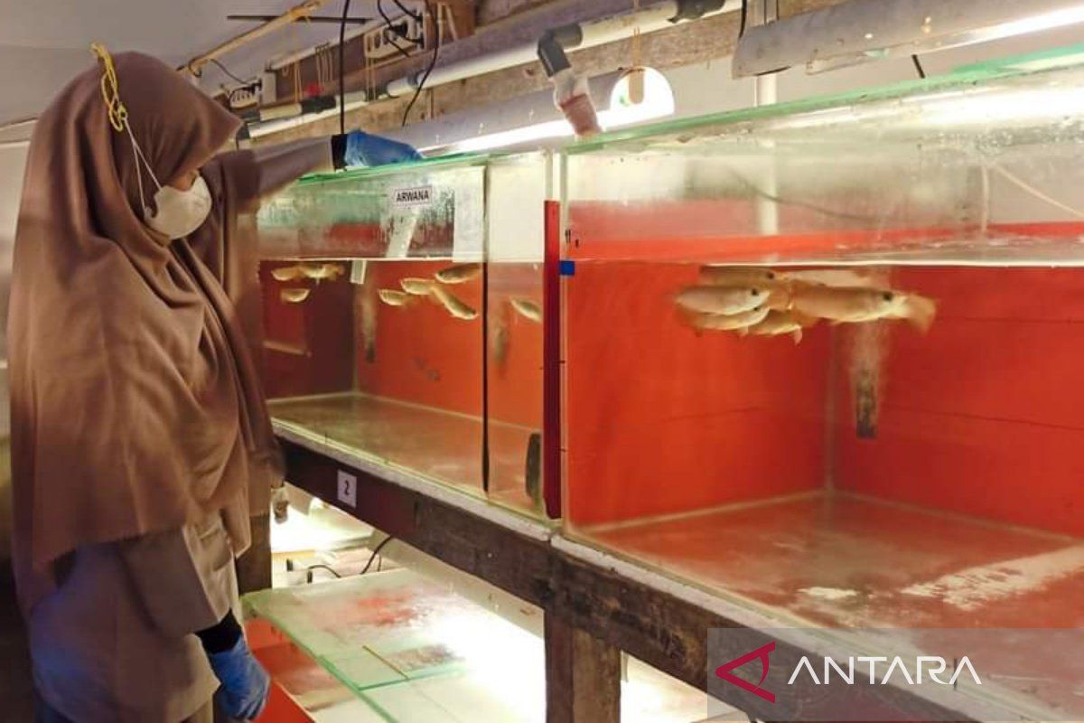 South Kalimantan Quarantine monitors arowana fish exporter