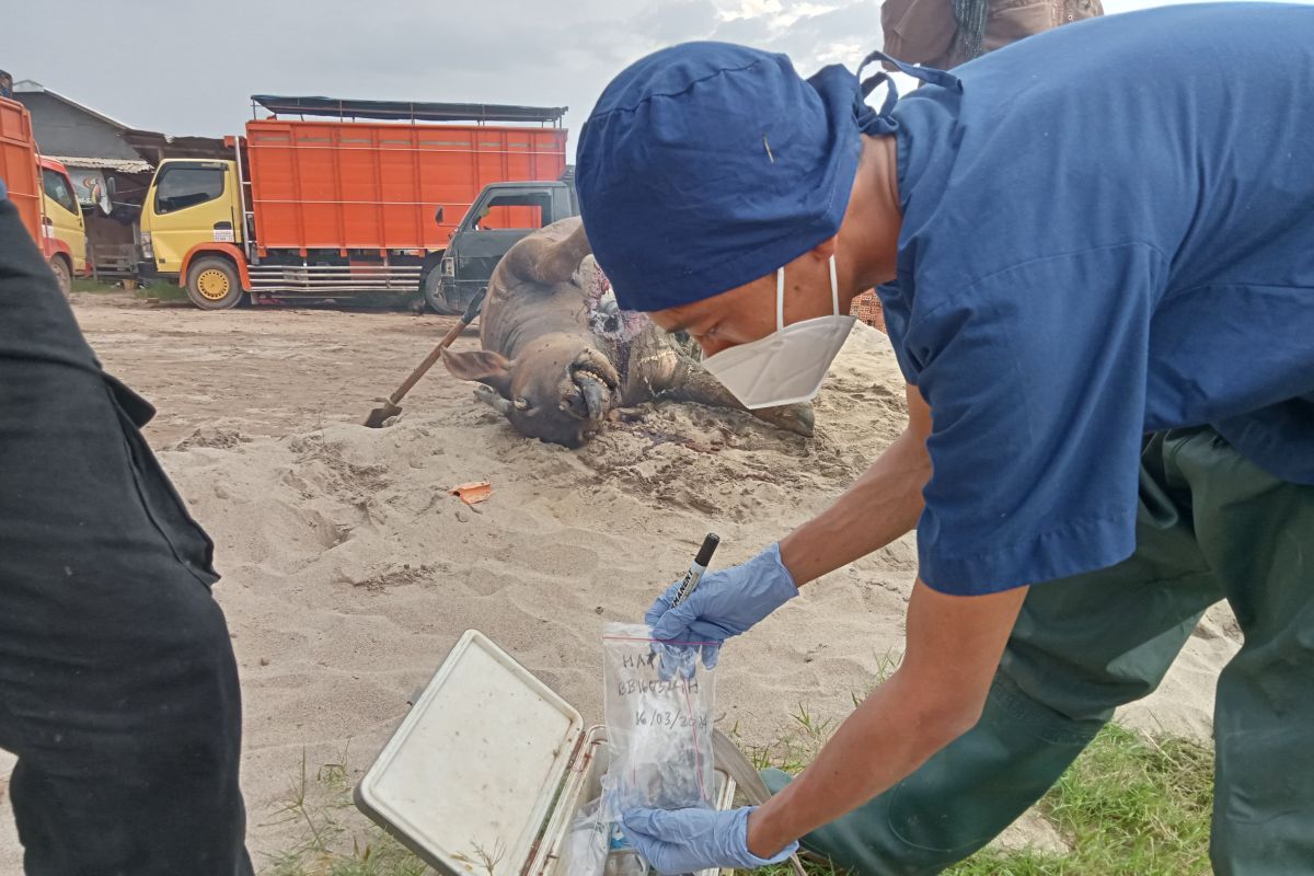 Ratusan Kerbau Di Oki Mati Mendadak Diduga Terjangkit Virus Se Antara