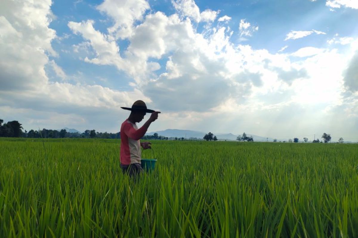 Bulog catat penyerapan padi di Lampung Januari-April capai 13 ribu ton
