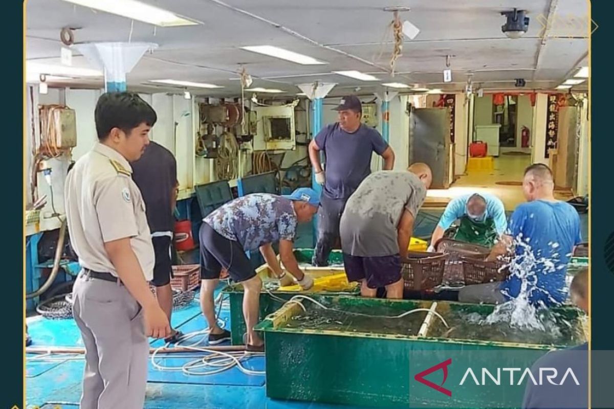 Karantina memeriksa 13.657 ekor ikan kerapu siap ekspor ke Hong Kong