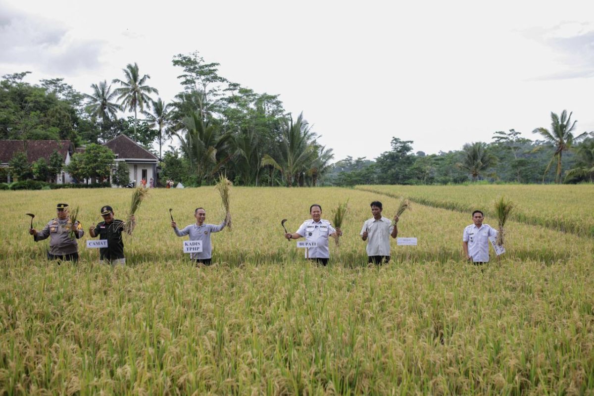Panen padi organik di Desa Darsono Jember mencapai 6 ton per hektare