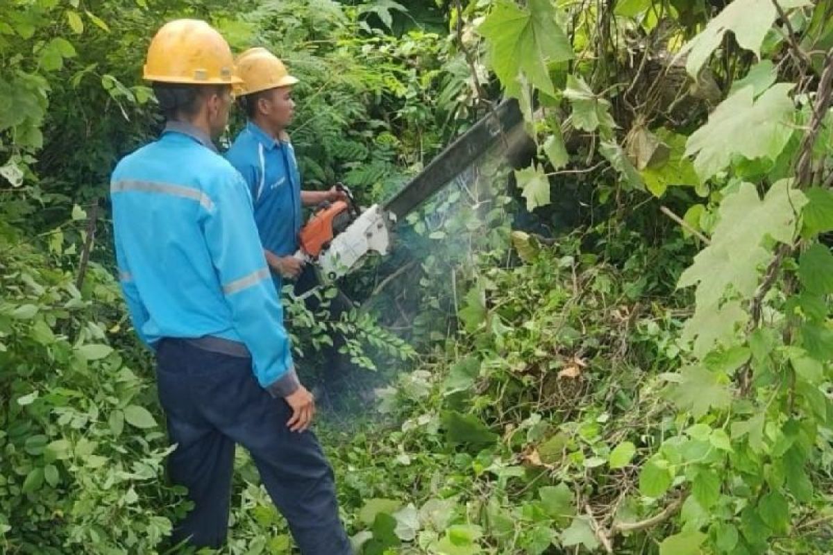 PLN sebut gangguan listrik di Baturaja karena jaringan tertimpa pohon