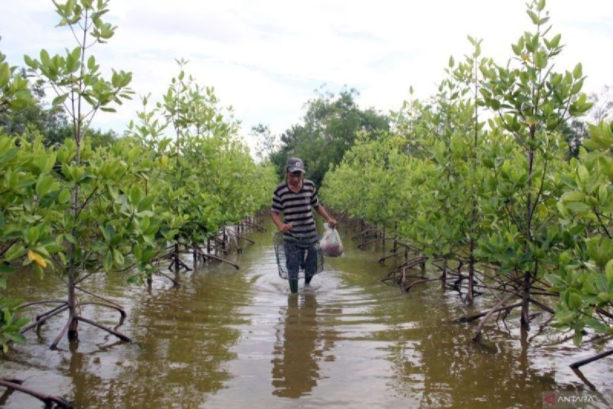 Indonesia, Suriname partner to protect coasts, rehabilitate mangroves