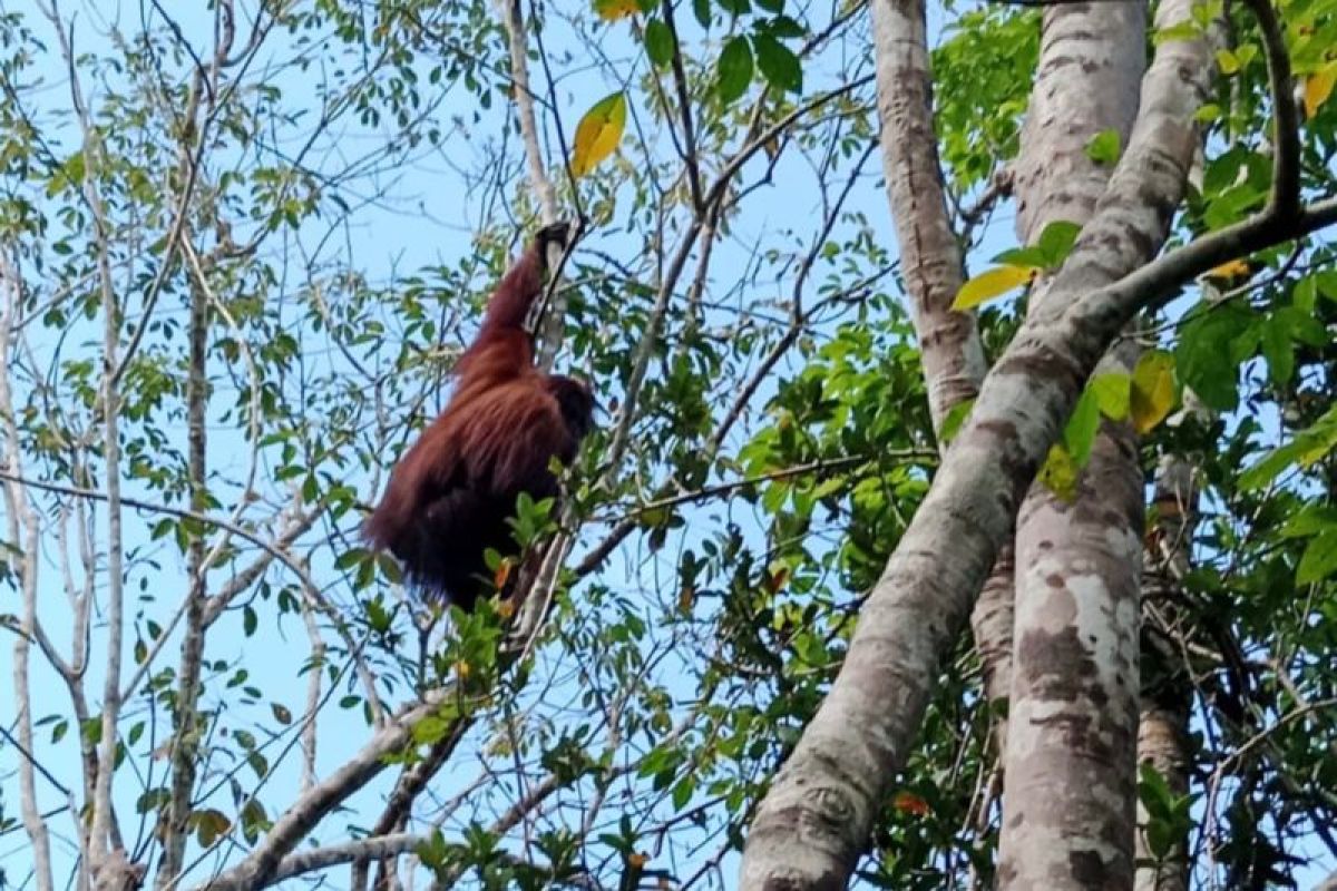 BKSDA Kalsel pantau kemunculan Orang Utan di Kabupaten Tabalong