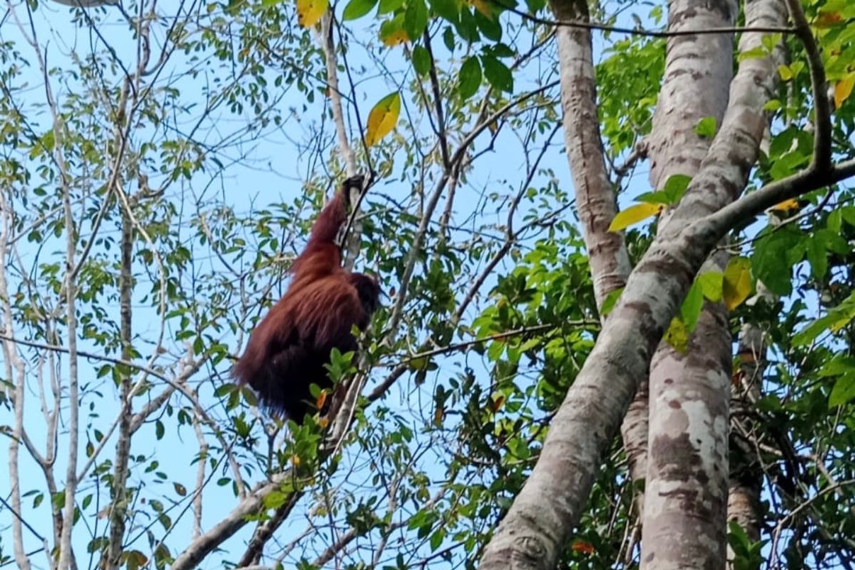 BKSDA monitors orangutan spotted in Tabalong