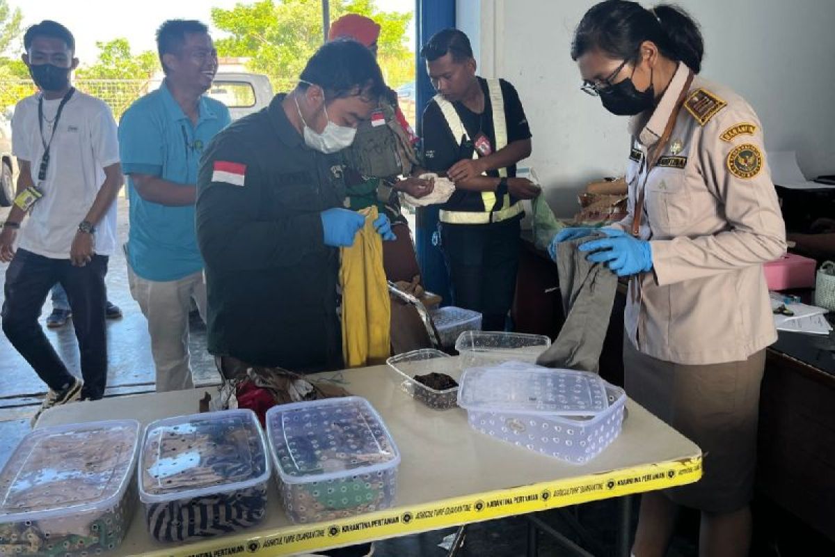 Petugas Bandara Mopah Merauke gagalkan penyelundupan 190 reptil