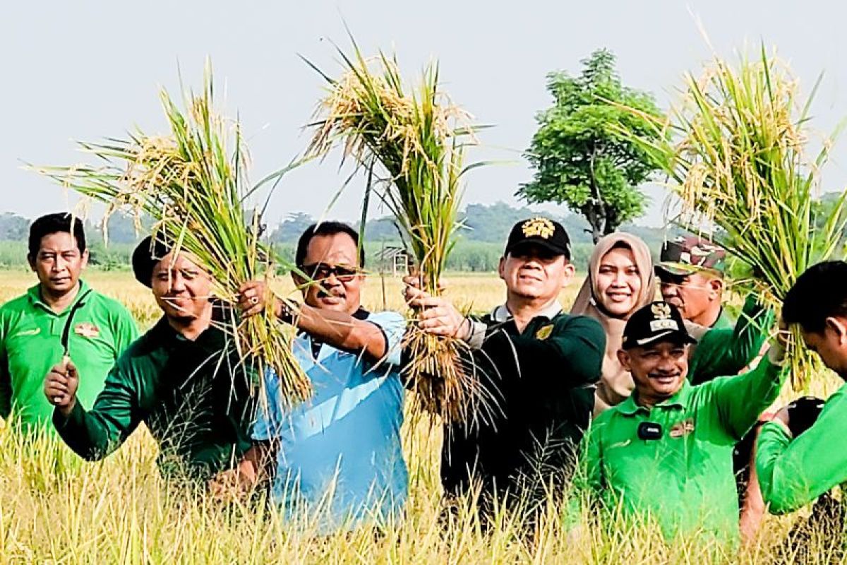 Ratusan hektare sawah di Situbondo siap panen April sampai Juli