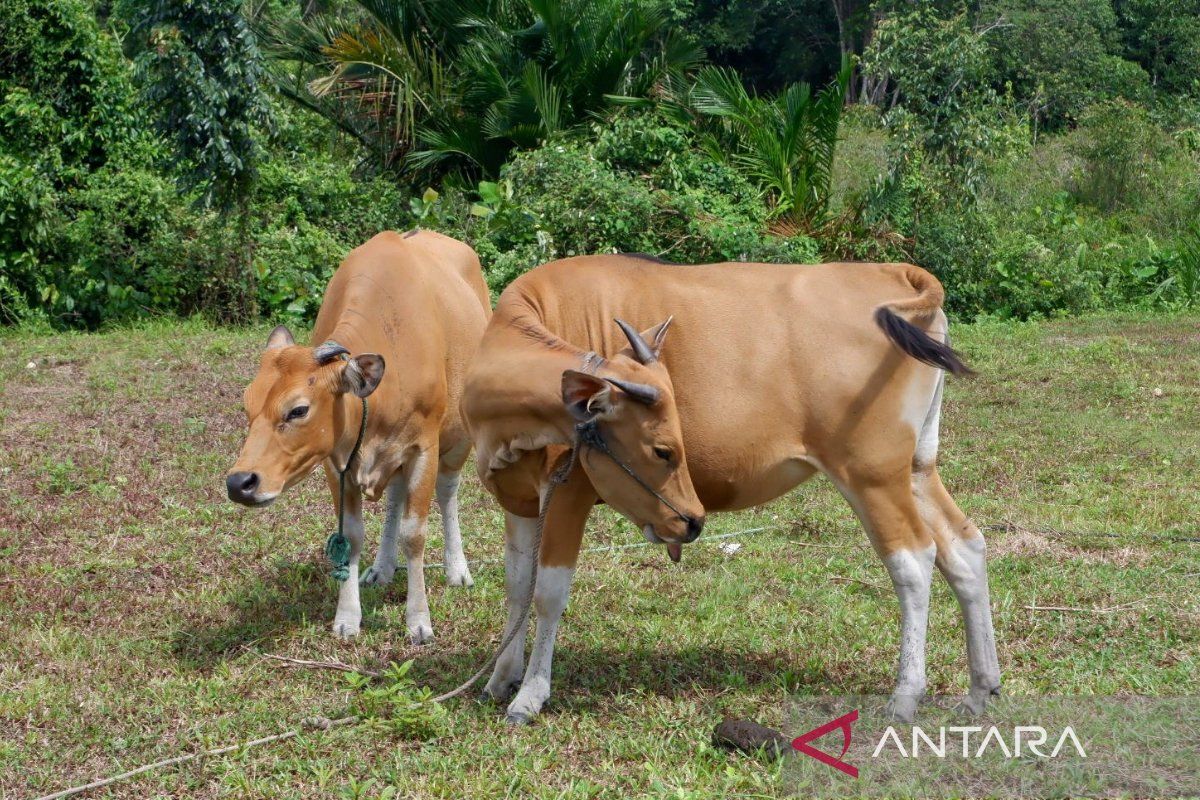 Singapura minta Natuna jadi penyedia bahan pangan di negaranya