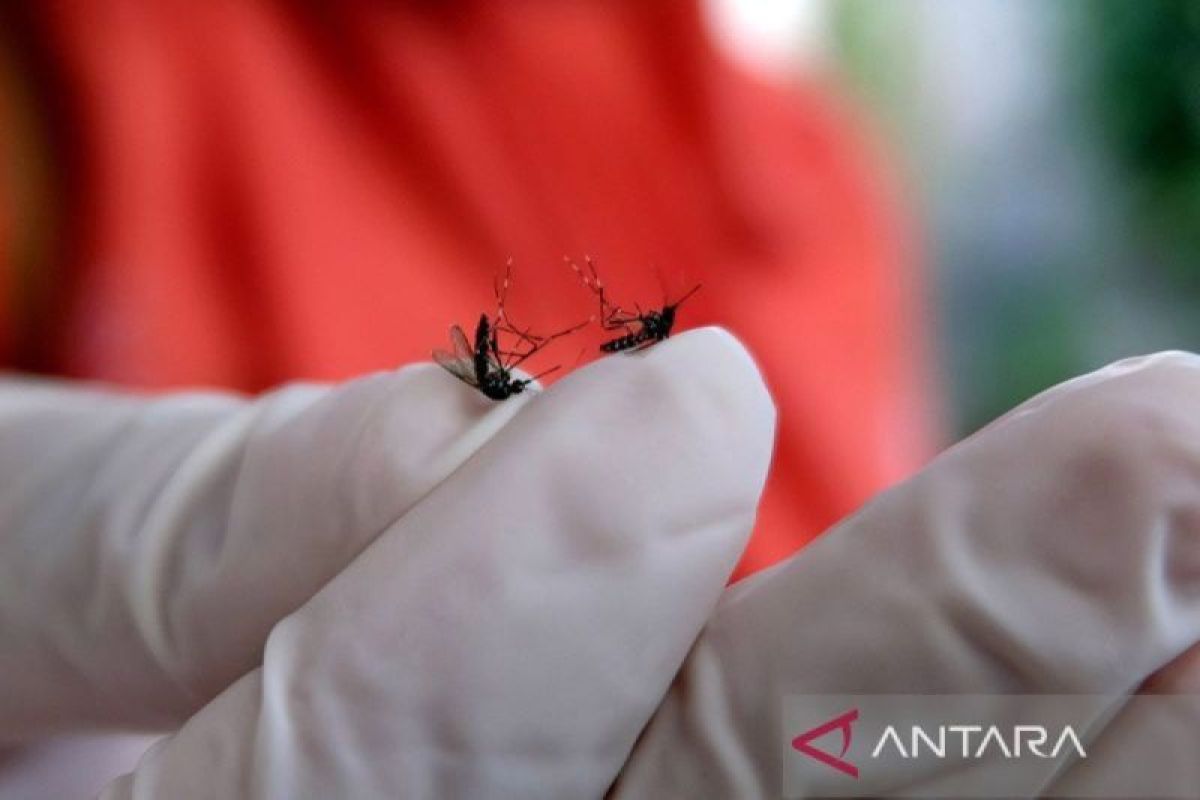 Bali turns to climate-based early warning for dengue