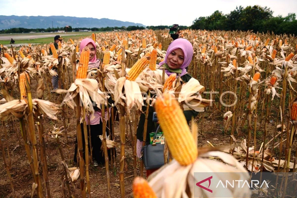Pemkab Aceh Barat kembangkan jagung hibrida di areal 350 Ha tahun ini, target panen 5 ton/Ha