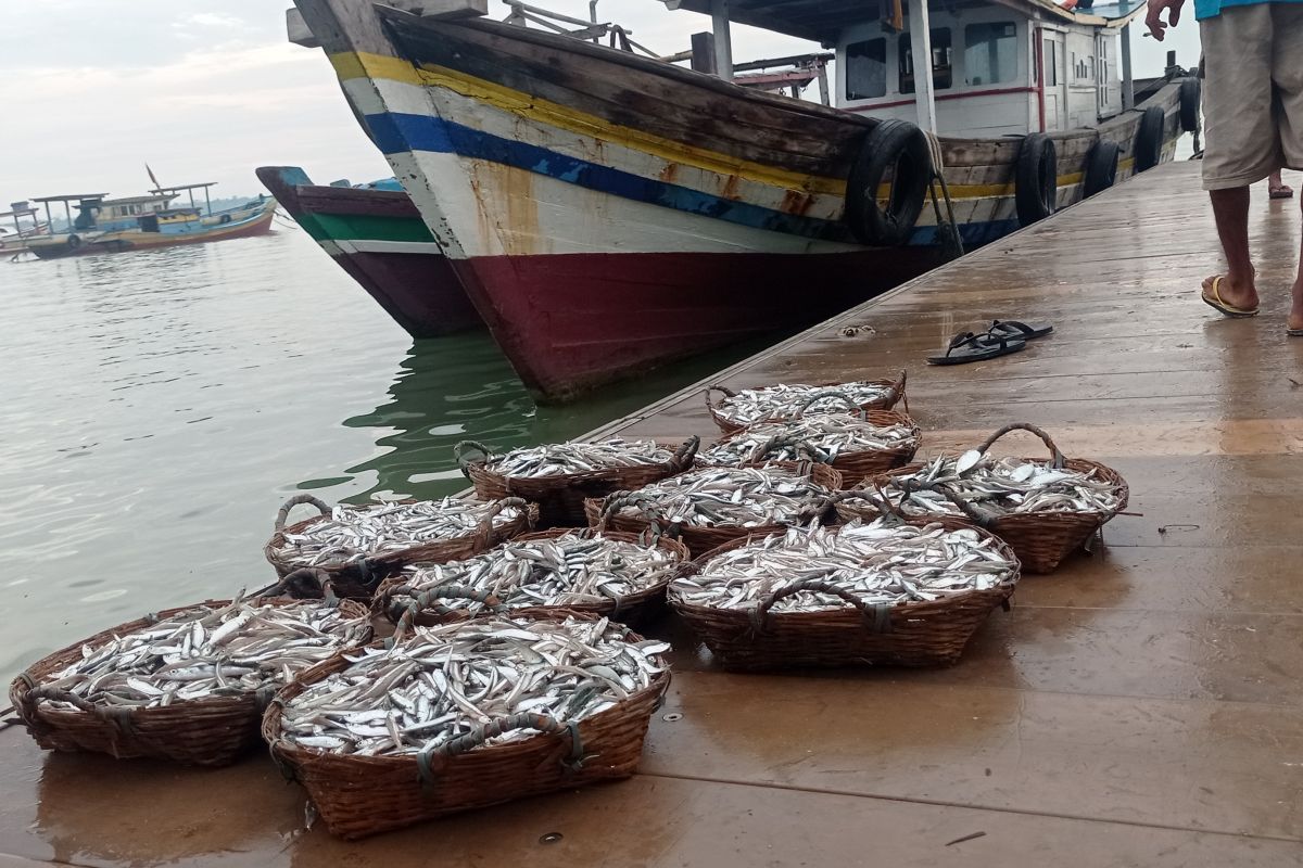 Nelayan Tanjung Lesung Pandeglang sepekan terakhir panen ikan teri