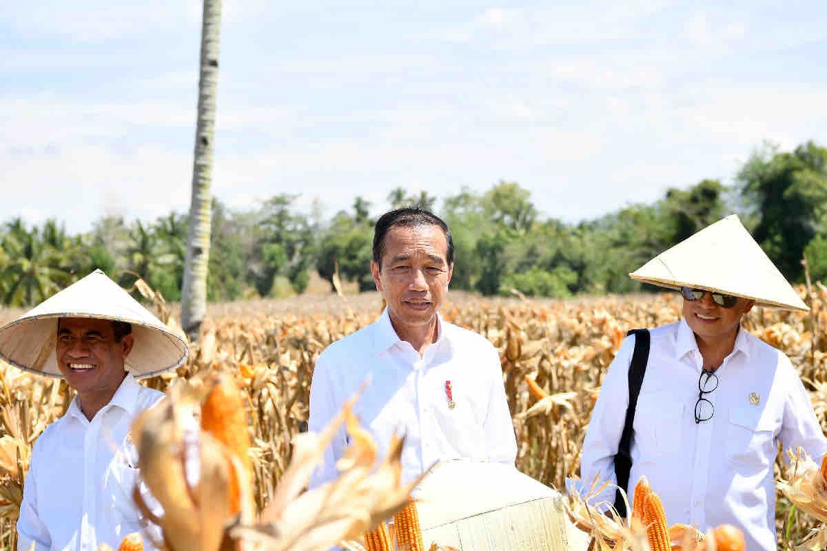 Mentan mendampingi Presiden Jokowi panen jagung di Gorontalo