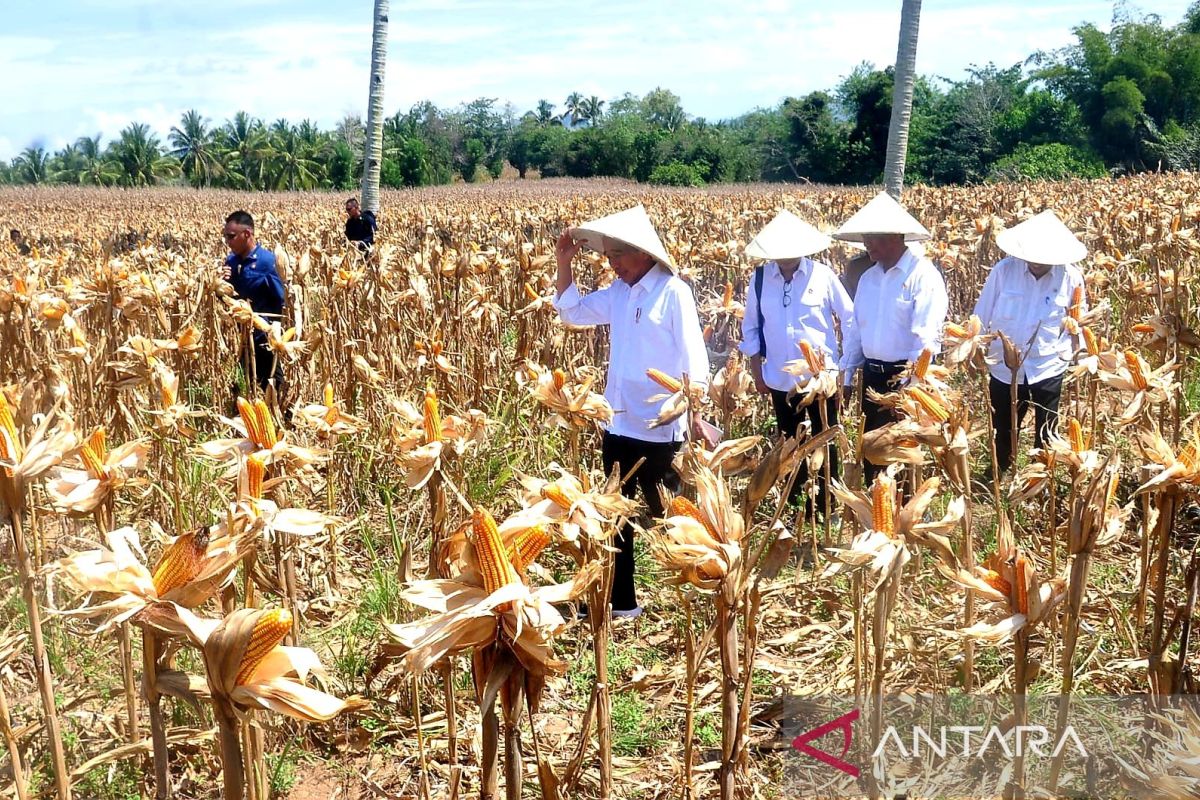 Presiden Jokowi memanen jagung di Gorontalo