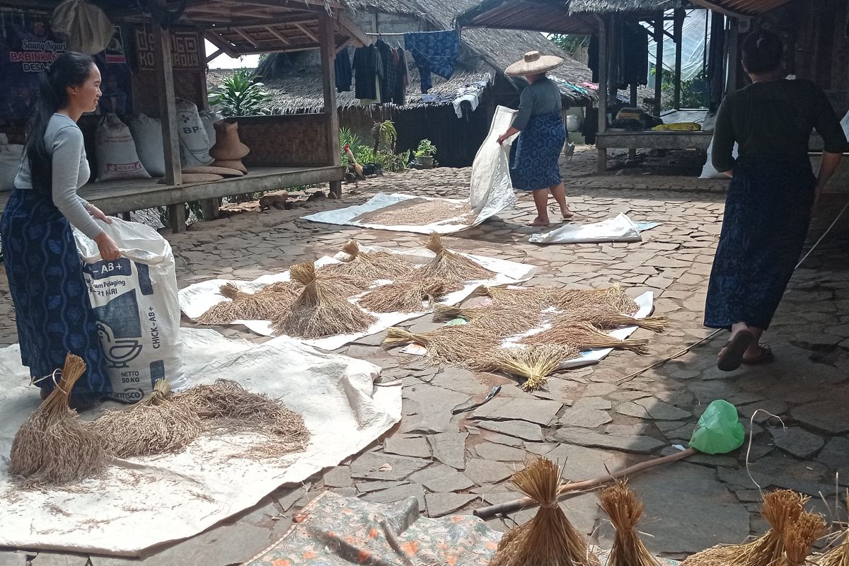 Petani Badui panen padi huma meski sempat terserang hama