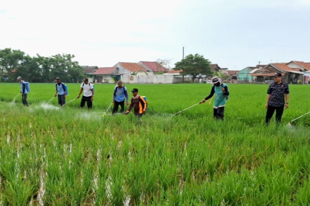 Hamapenggerek batang padi serang ratusan hektare sawah di Karawang