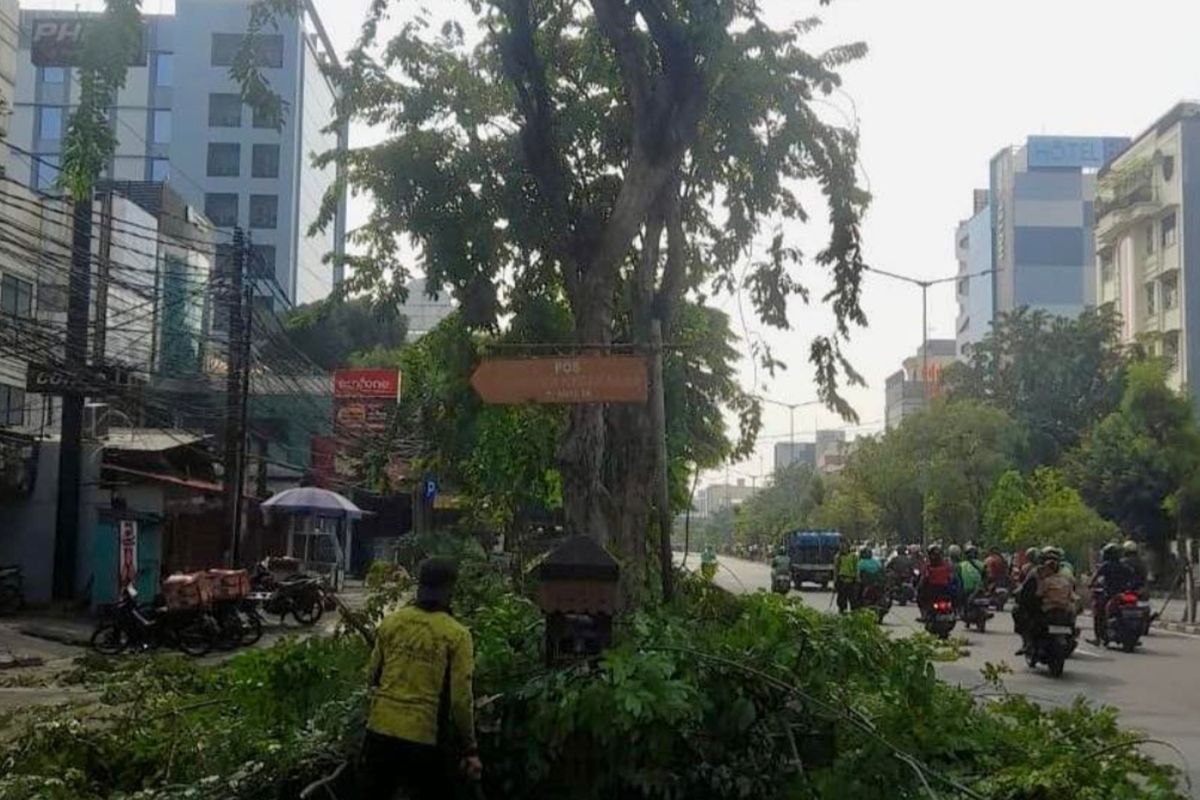 Menanggapi keluhan warga, Tamhut Jakarta Barat menebang pohon gropet tersebut