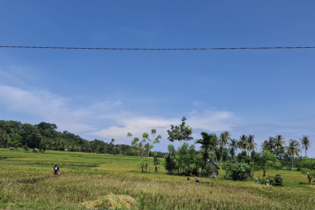 Realisasi KUR pertanian Lampung capai Rp4,3 triliun di 2023