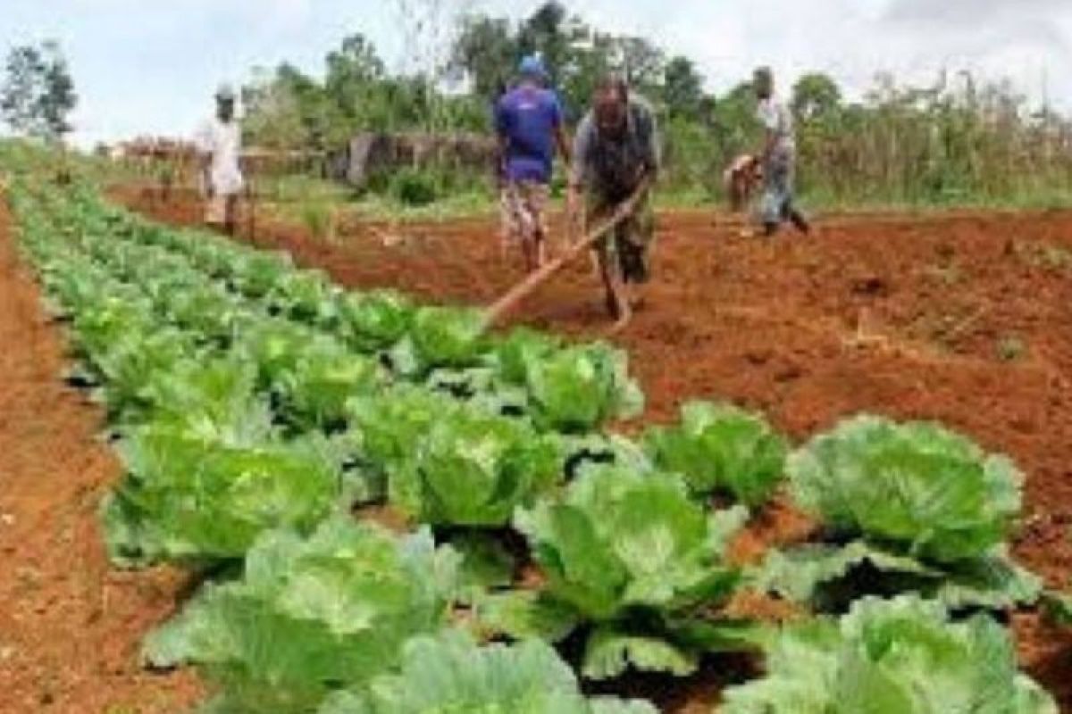 DPKP Biak Numfor sediakan lahan satu hektare tanam cabai-sayuran