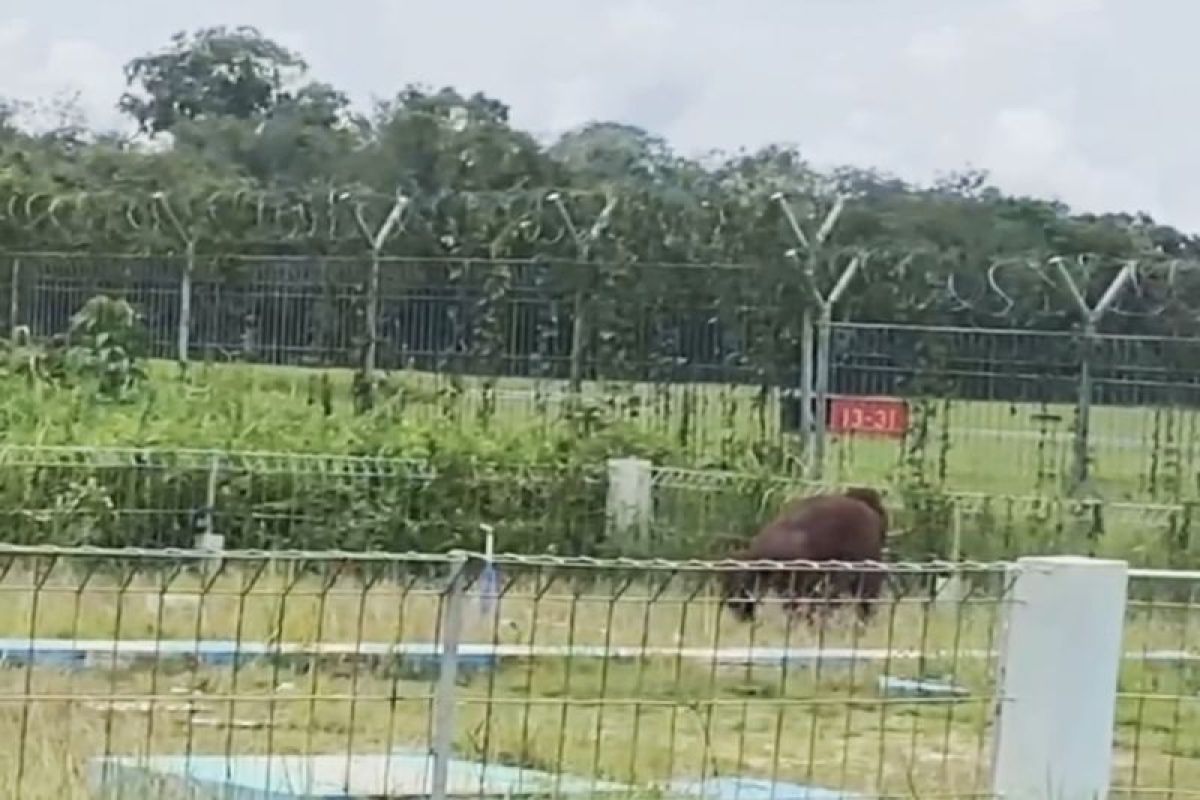 Orang utan muncul di kawasan Bandara Sampit, BKSDA lakukan observasi