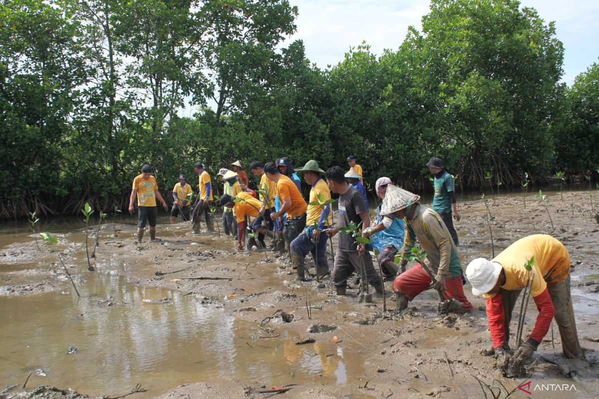 KKP tanam 1.000 batang mangrove di Maros