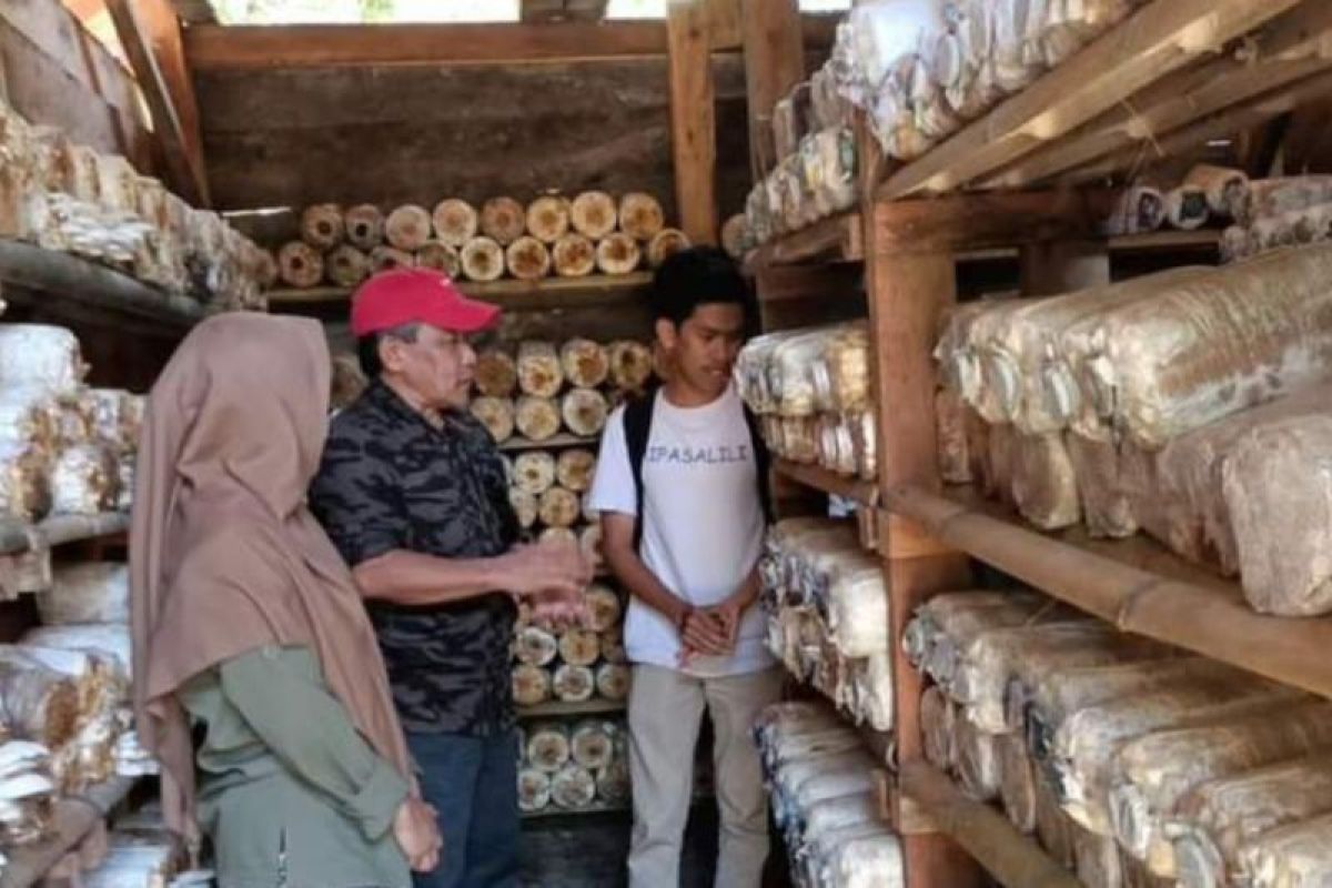 Dishut Sulbar bina petani kembangkan usaha jamur tiram