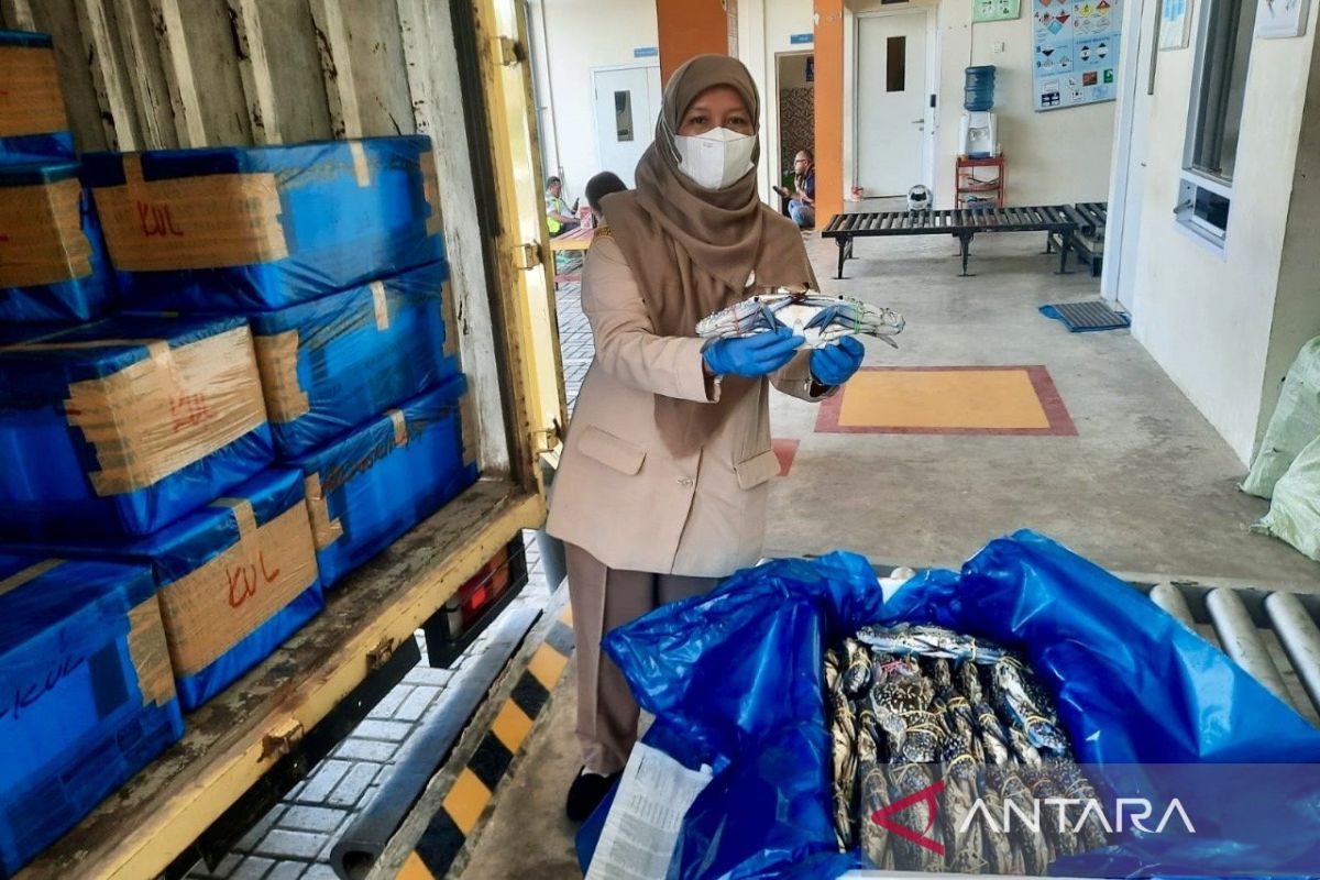 Karantina Kalsel sertifikasi 2,2 ton Kepiting Rajungan ekspor ke Malaysia