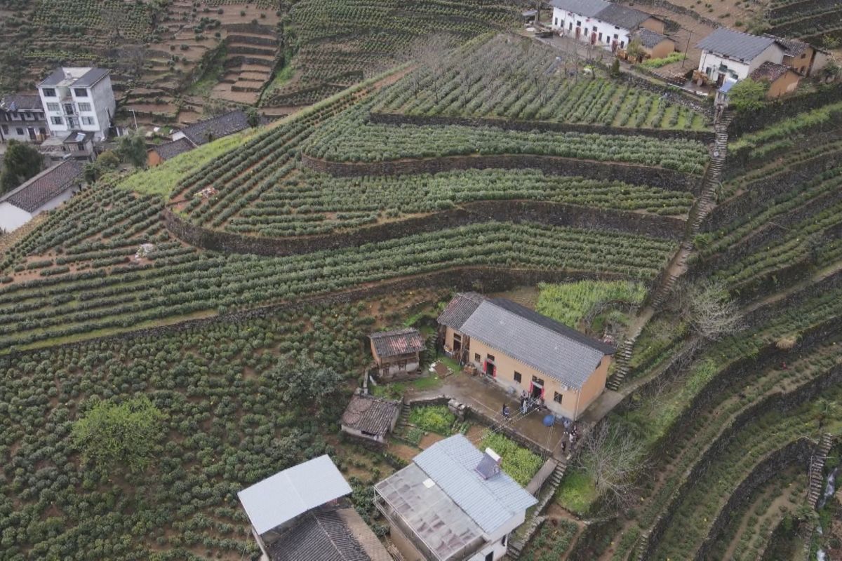 Kebun teh terasering, sebuah lahan dengan inspirasi ekologis di China