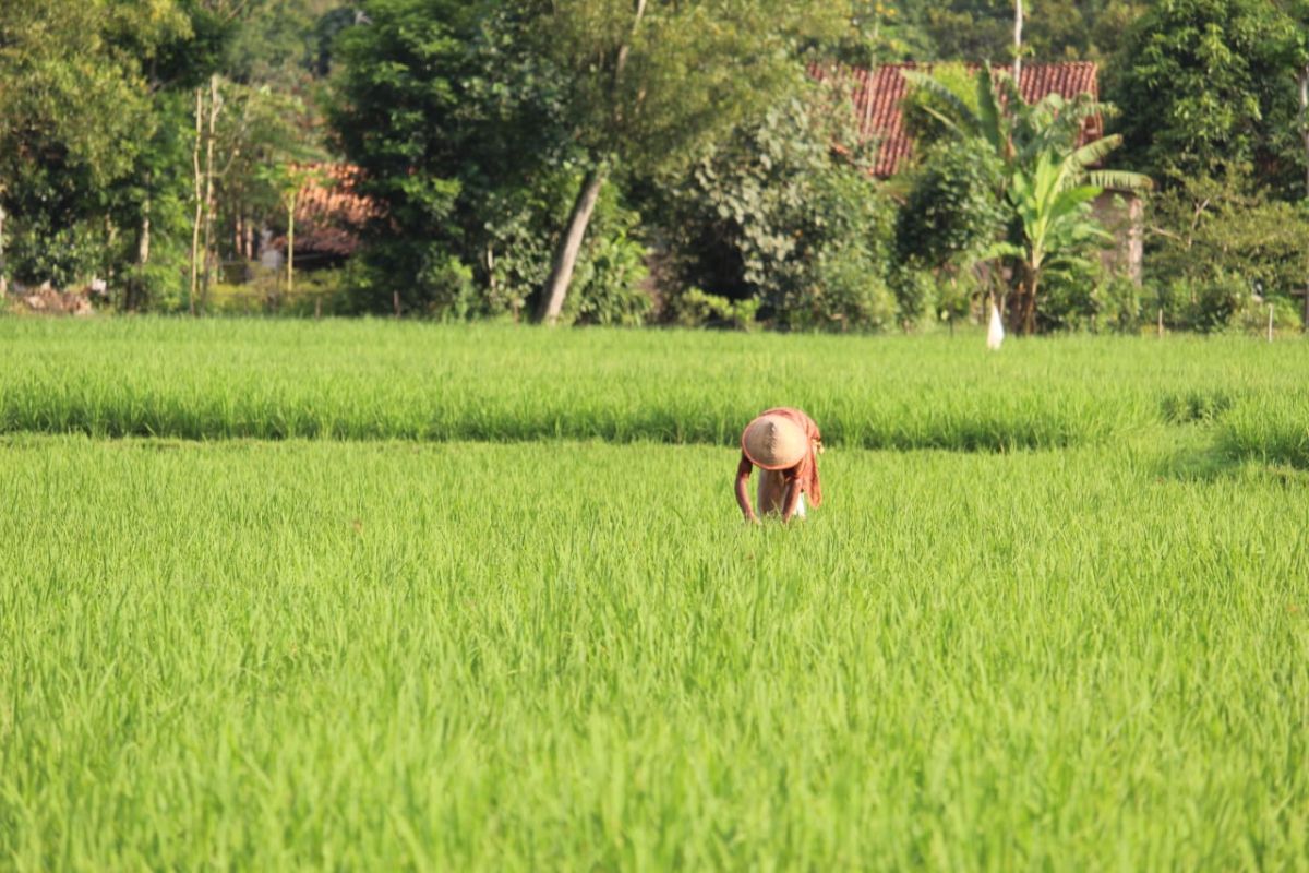 Pemprov Lampung siap jaga lahan pertanian melalui pemetaan spasial LP2B