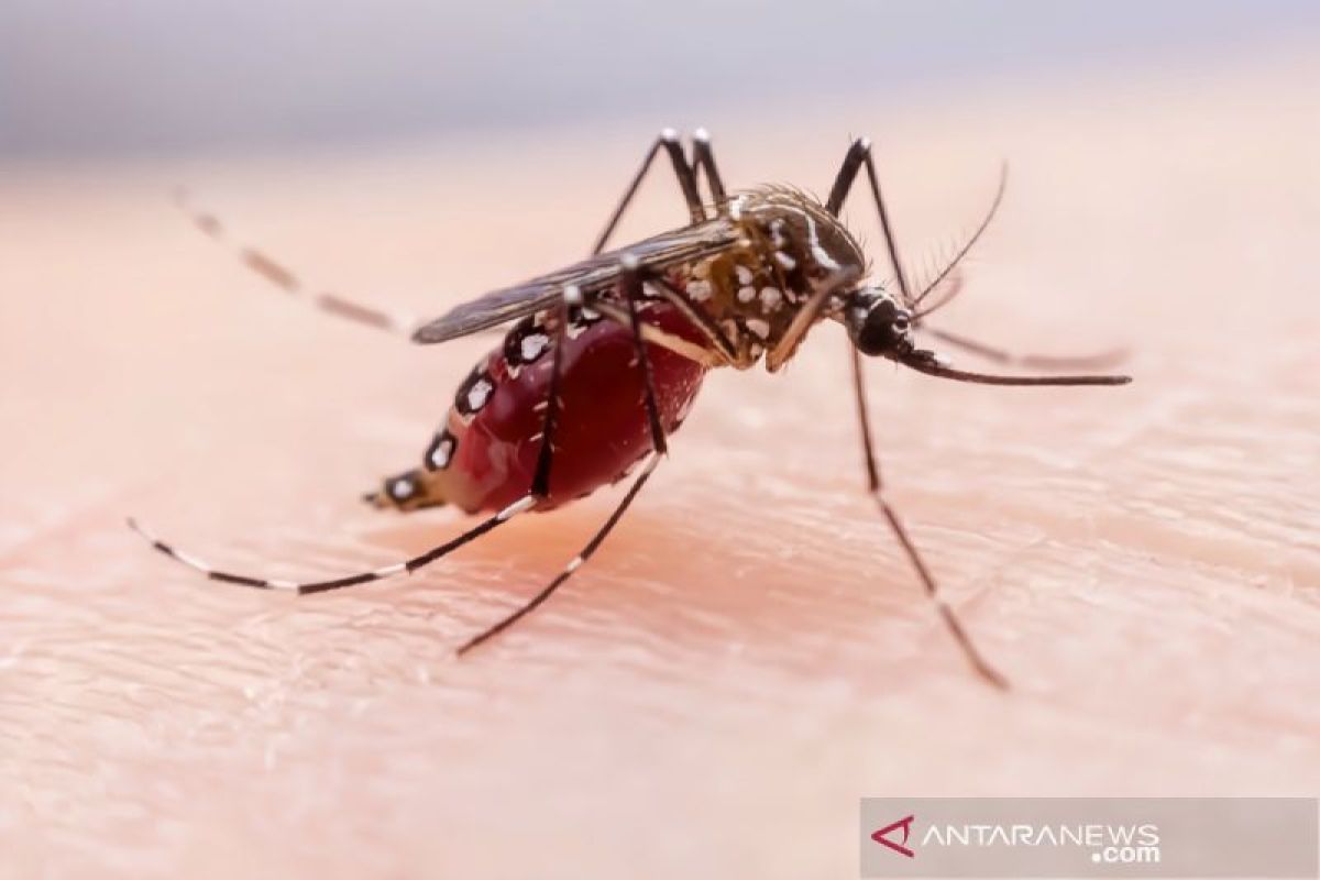 Bandarlampung sudah penuhi tiga indikator eliminasi malaria