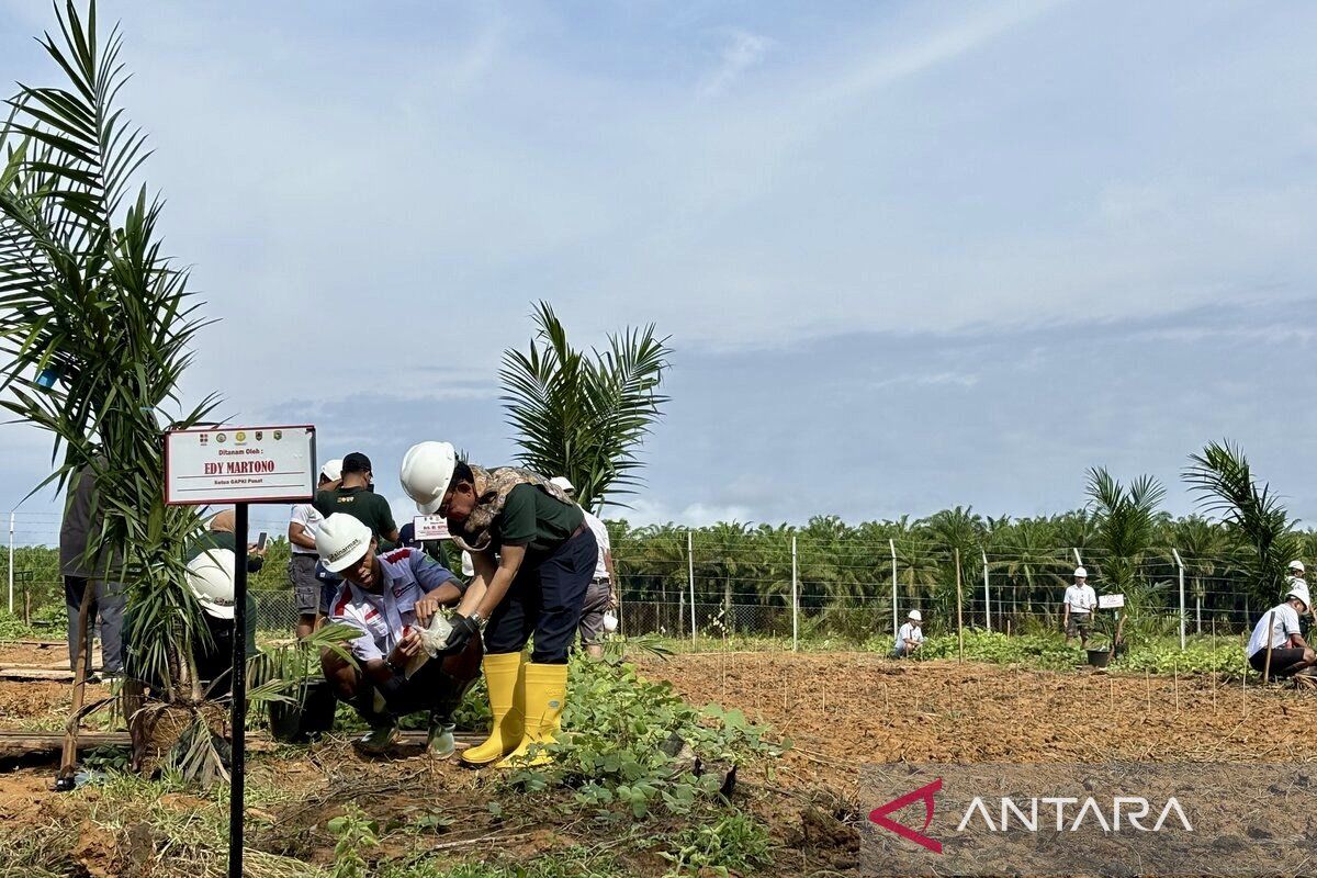 GAPKI replanting oil palm, intercropping gogo rice in Kotabaru
