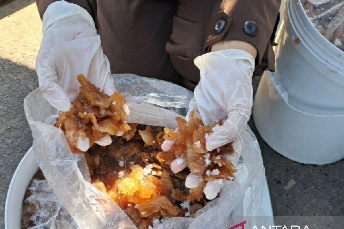 Ubur-ubur dari perairan Sumsel diminati Tiongkok