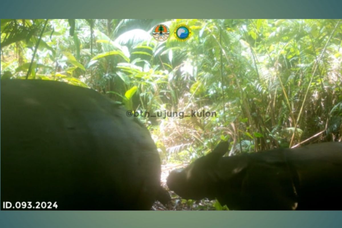 Kamera jebak berhasil rekam satu individu baru anak Badak Jawa
