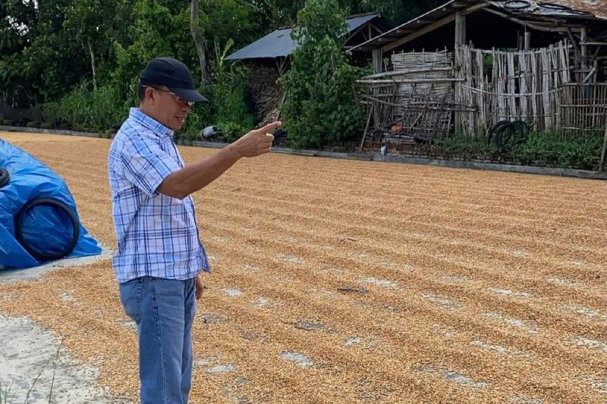 Bulog Jatim siap beli jagung di atas harga acuan pembelian pemerintah