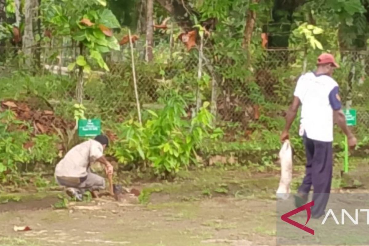 Masyarakat adat Biak rawat alam lewat tanam pohon kayu putih dan damar