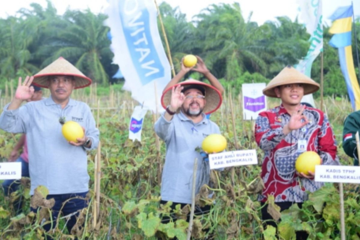 Panen raya buah melon di Siak Kecil, Bupati ajak kelola lahan secara optimal