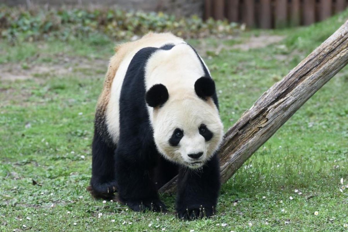 China akan kirim pasangan panda raksasa baru ke Spanyol akhir April