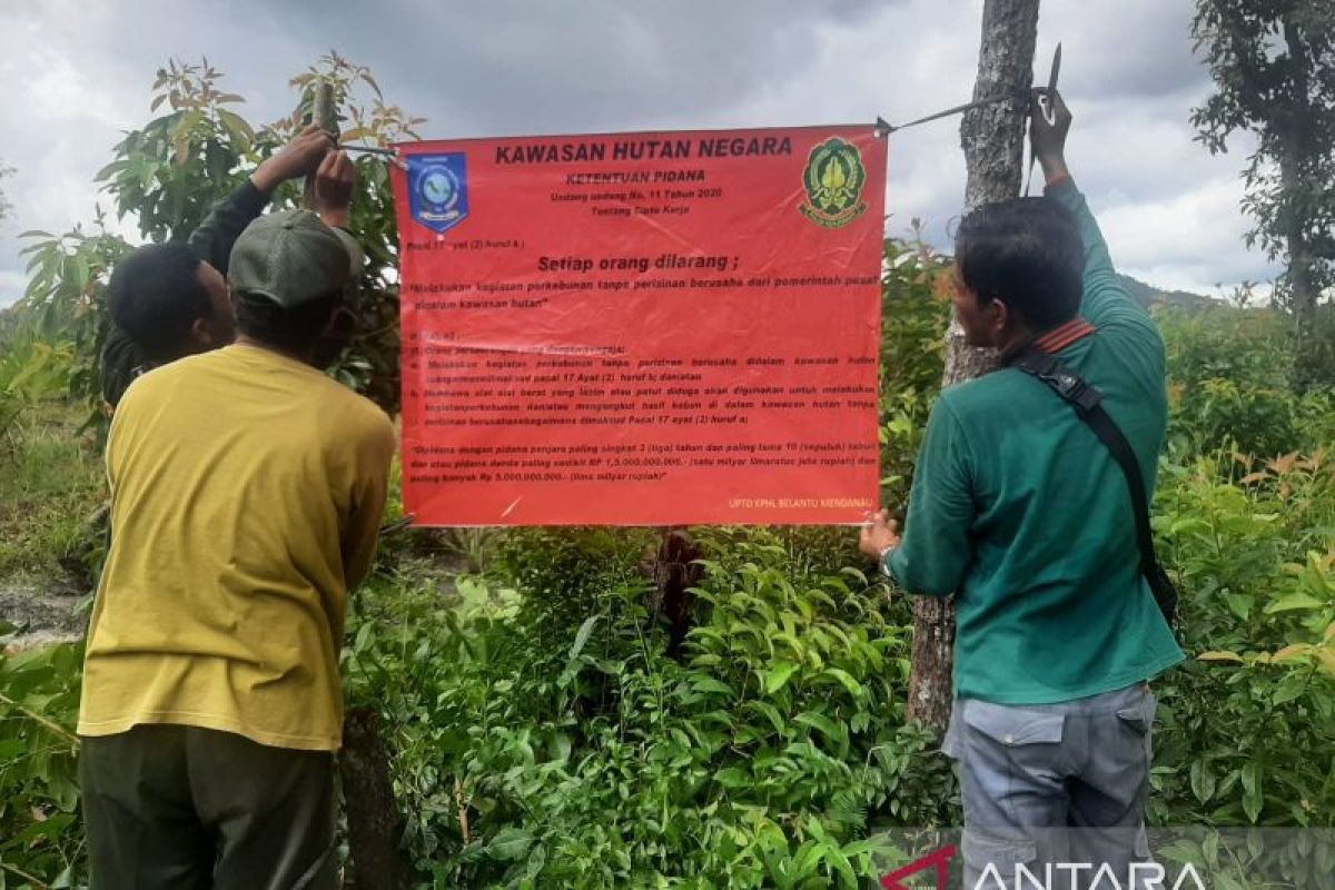 Polhut Belitung tertibkan kebun sawit di dalam kawasan hutan